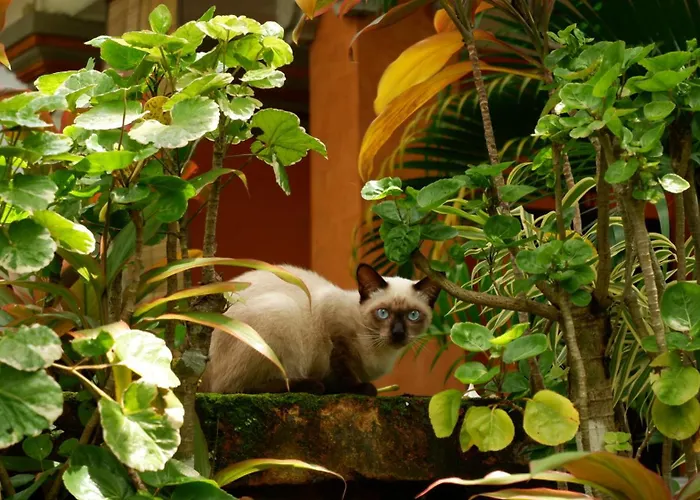 Swastika Bungalows Sanur 